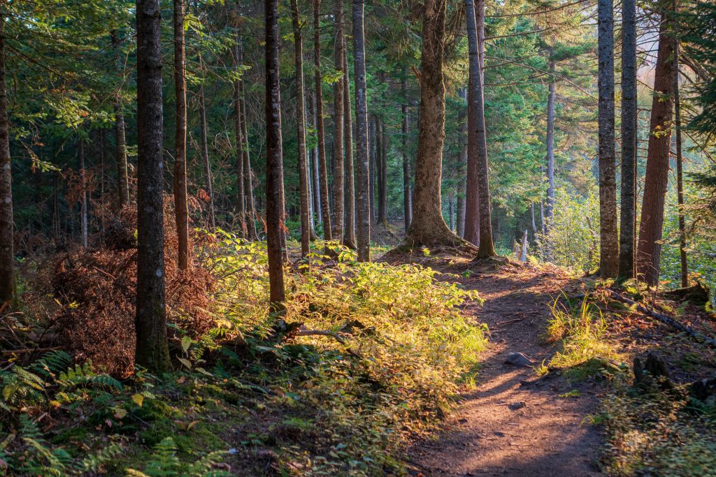 Hiking trail near our Snoqualmie Pass vacation rental cabin, offering guests breathtaking natural views and outdoor adventures, managed by our expert team.